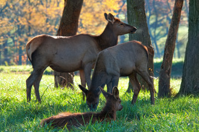 Missouri Elk by Sharon Day