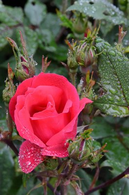 Rose in the rain  by Walt Polley
