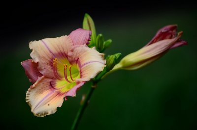 An ant contemplating a day lily  by Walt Polley