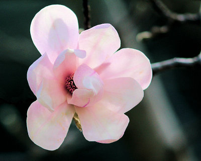 Tulip Tree Bloom