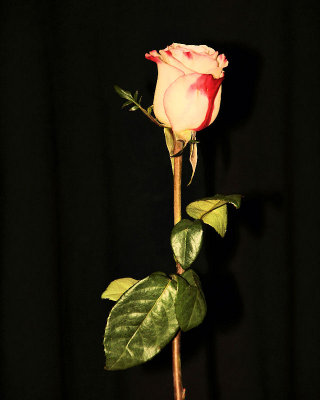 A Rose by Any Other Name...