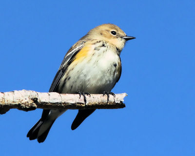 Bird in a Tree