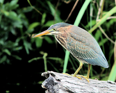 Green Heron