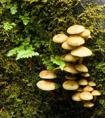 Fungus-cluster-in-moss by Cassie
