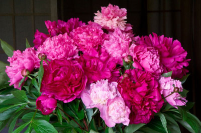 My-Fabulous-Peonies by Cassie