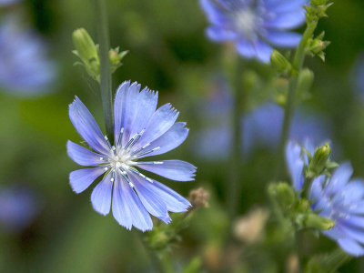 Possibly Chicory