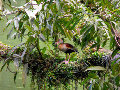 PEEPING  DUCK  by Shona E