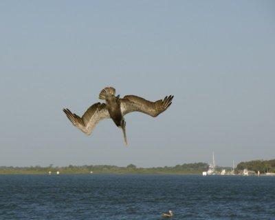 Pelican hunting by Lisa Larson
