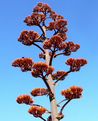 Dr. Suess Agave by Kaile G