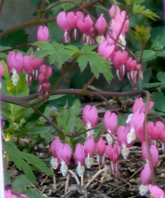 Bleeding Hearts