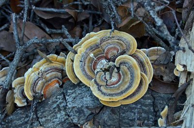 Turkey Tails