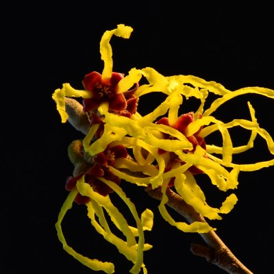 Week #1 - Witch Hazel 