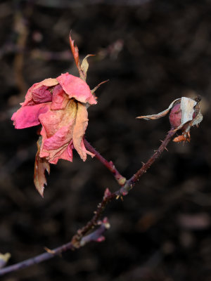 Week #3 - The Last Rose of the Winter