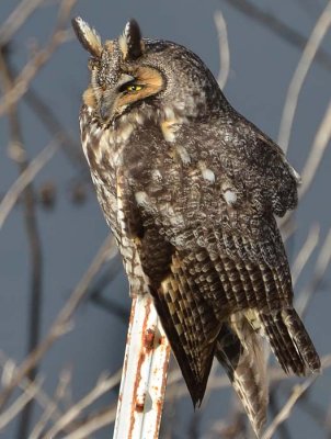 Week #1 - Long-eared Owl