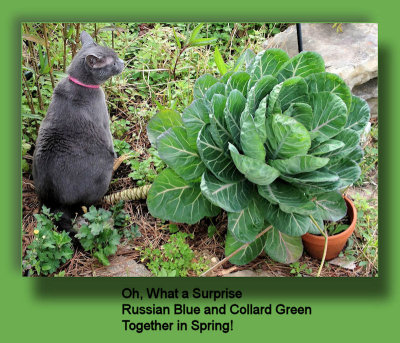 Russian Blue  Collard Green