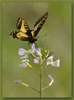 Week #1 - Swallowtail