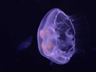 Week #2 - Moon Jelly