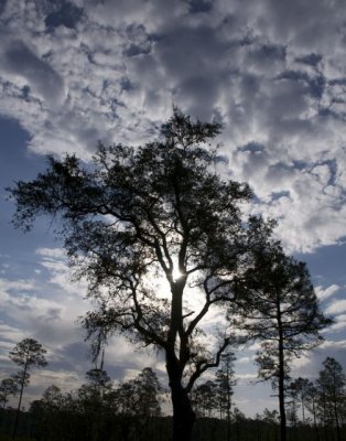 Week #4 - Tree
