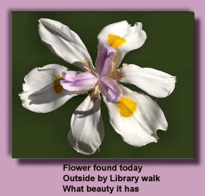 Flower Outside Library
