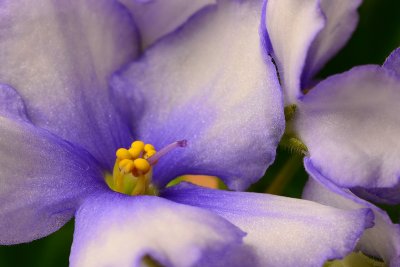 Violet