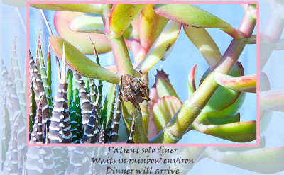 Spider-on-jade-plant-Haiku by Casse