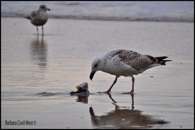 Gull eating