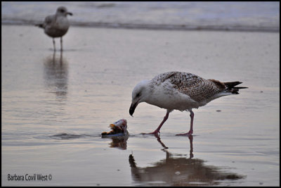 Gull eating.jpg