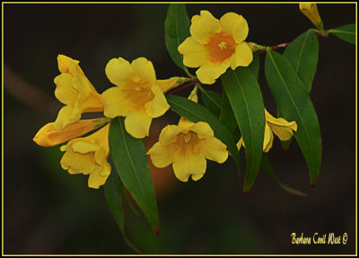 yellow Flower vine.jpg