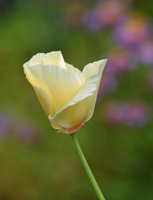 Pale Poppy