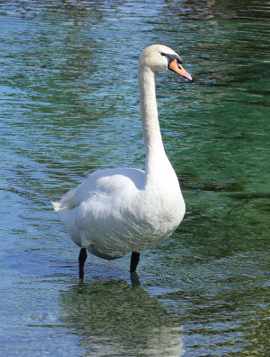 Swan with Pastels