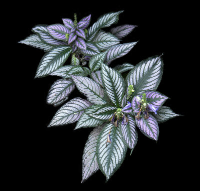 Purple Haze