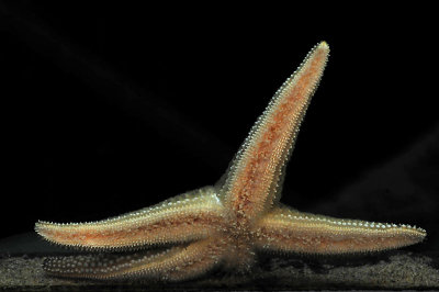 Soft Colored Starfish
