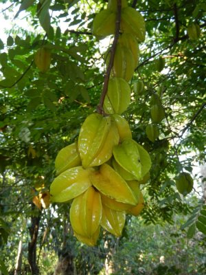 2013¸GBarrett_DSCN3533_Star Fruit.JPG