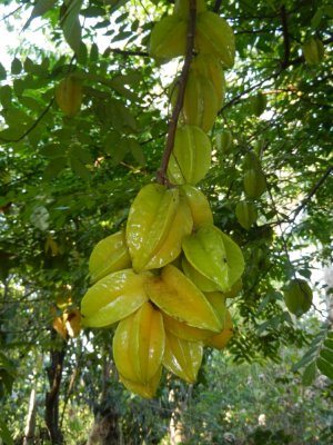 2013GBarrett_DSCN3533_Star Fruit.JPG