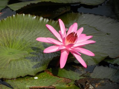 2013GBarrett_DSCN3593_Pink Water Lily.JPG