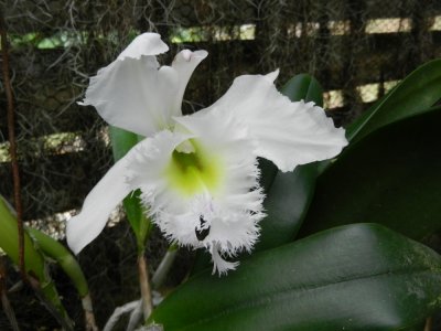 2013GBarrett_DSCN3651_orchid sp.JPG