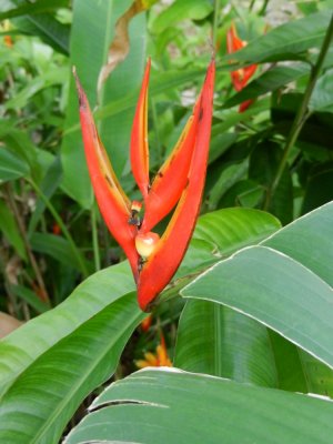 2013GBarrett_DSCN3667_heliconia sp.JPG