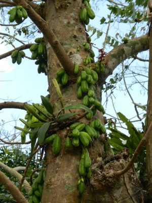 2013¸GBarrett_DSCN3674_Pickle Tree.JPG