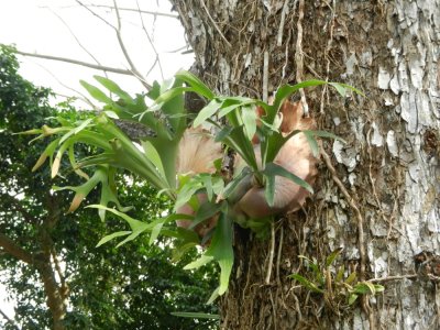 2013¸GBarrett_DSCN3676_Staghorn Fern.JPG