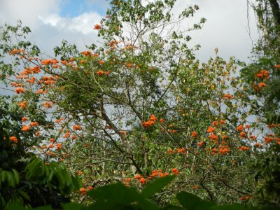 2013¸GBarrett_DSCN3707_Erythrina Tree (Flower Vase Tree).JPG
