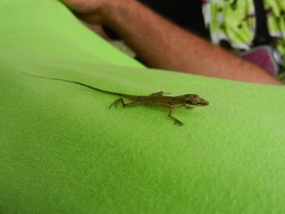 2013¸GBarrett_DSCN3724_Stick Anole.JPG