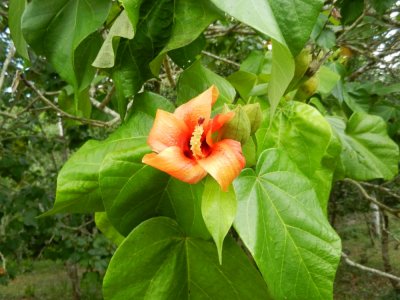 2013¸GBarrett_DSCN3726_Hibiscus Tree.JPG