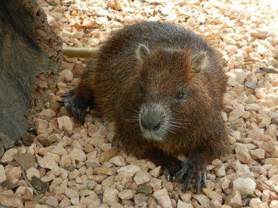 2013¸GBarrett_DSCN3869_Hutia.JPG