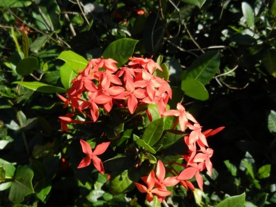 2013¸GBarrett_DSCN3871_Flame-of-the-Garden.JPG