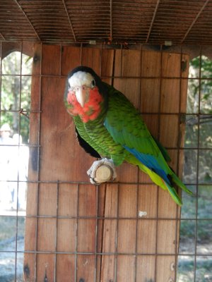 2013¸GBarrett_DSCN3894_Cuban Parrot.JPG