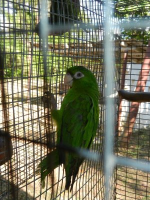 2013¸GBarrett_DSCN3899_Cuban Parakeet.JPG