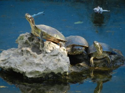 2013GBarrett_DSCN3911_Cuban Slider Turtle.JPG