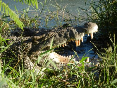 2013GBarrett_DSCN3938_Cuban Crocodile.JPG