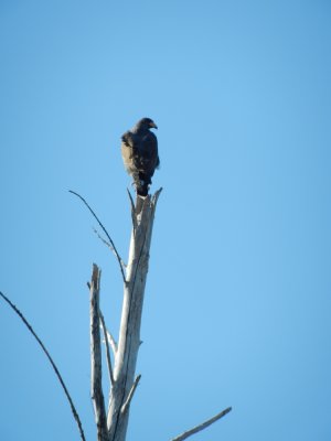 2013GBarrett_DSCN3979_Common Black Hawk.JPG