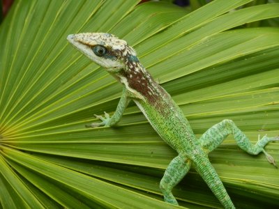 2013¸GBarrett_DSCN3999_Cuban Giant Anole.JPG